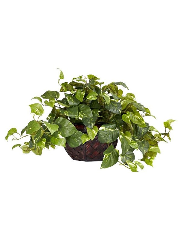 Ivy